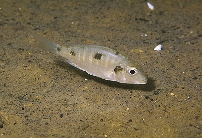 Tramitichromis intermedius 'Otter Point'